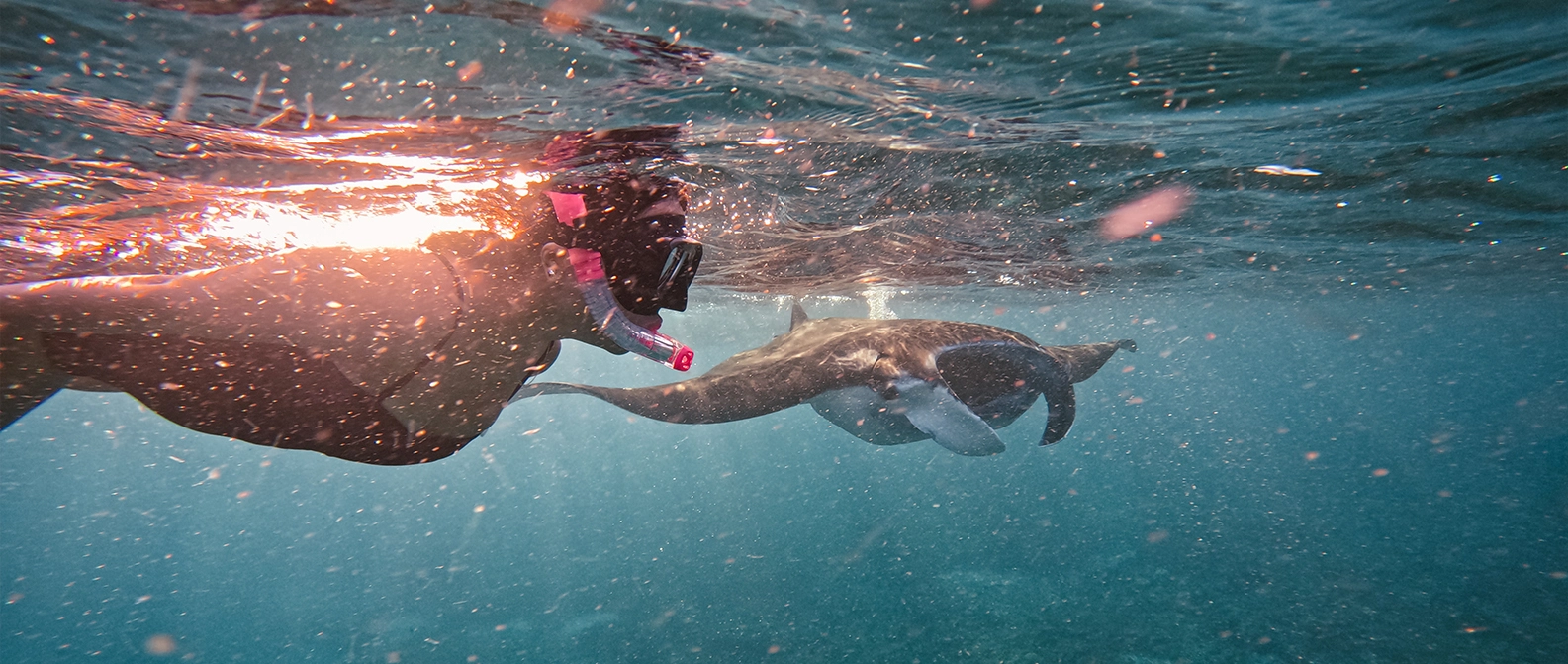 Green sea turtle swimming over a coral reef in Komodo.